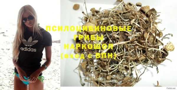 ПСИЛОЦИБИНОВЫЕ ГРИБЫ Горно-Алтайск